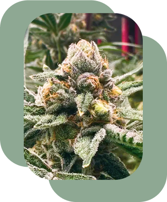 Cannabis Flower